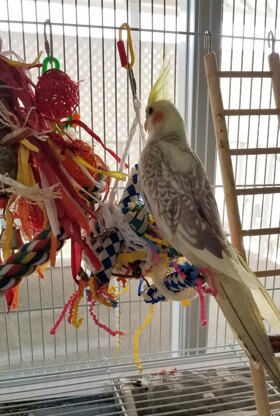 Bird Knit Foraging Toy