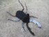 Stag Beetle