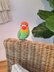 Fischer's Lovebird Plush