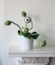 Cyclops Pot Plant