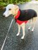 Doggo no 20 Cape