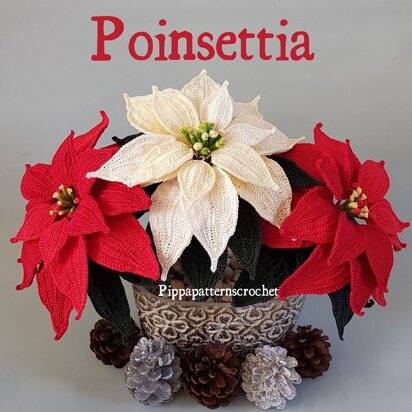 Poinsettia