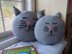Kittie Pillow