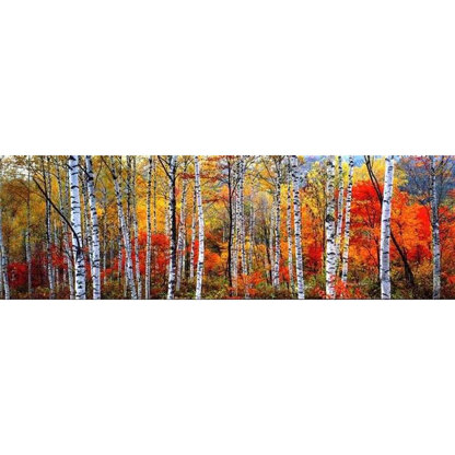 BIRCH FOREST - FRENCH ALPS