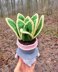 Gnome succulent (sansevieria)
