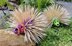 Petunia Porcupine Toothpick Holder