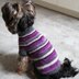 Kaya dog sweater (XS)