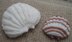 Scallop Shell