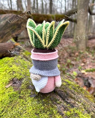 Gnome succulent (sansevieria)