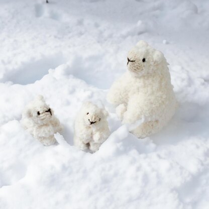 Polar Family