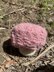 Brain Mushroom Plush