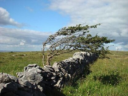 Windswept Trees