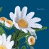 Shasta Daisy