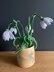 Nana's Snowdrop Flowers