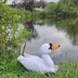 Knitted Mute Swan