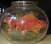 My Pet Goldfish