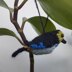 Tanagers