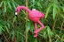 Fiona the Flamingo