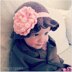 Carnation Cloche Baby Hat