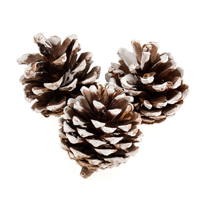 Groves Pine Cones: White Tipped: 9 Pieces