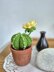 Cactus plant with flower