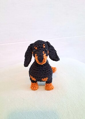 Dachshund