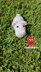 Hildy the Hippo