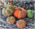 Pumpkin Knitting Pattern Easy Halloween Pumpkin Ornament