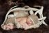White Tail Deer Baby Outfit