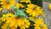 Lustrous lizards