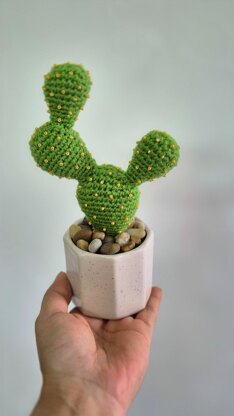Prickly pear cactus