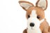 Deramores Pembroke Welsh Corgi PDF