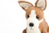 Pembroke Welsh Corgi in Deramores Studio DK - Downloadable PDF