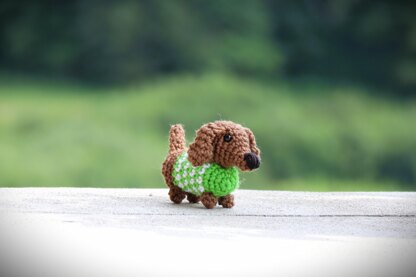Mini Dachshund in Sweater