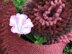 Sea Lettuce Scarf 468