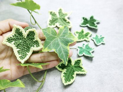Variegated ivy leaves