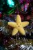 Eric the Starfish (crochet pattern)