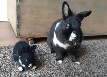 House rabbit Flapper