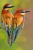 Bee eaters