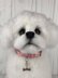 Maltese Puppy