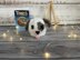 Puppy Dog Chocolate Orange Cover Knitting Pattern