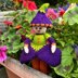 Crocus Flower Doll Knitting Pattern