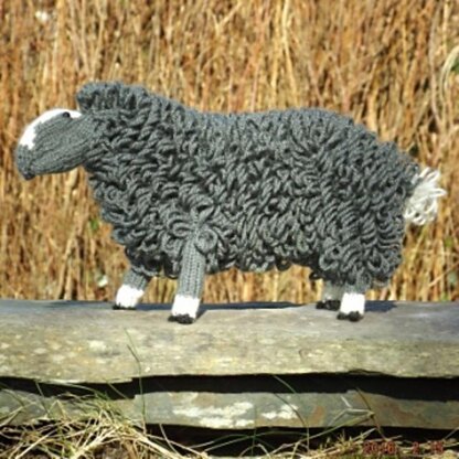 Welsh mountain sheep