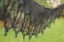 Charlotte Brontë Shawls