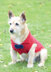 Dog Coats in Hayfield Aran With Wool and Snuggly Snowflake Chunky - 7261 - Downloadable PDF