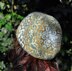 Helleborus Hat