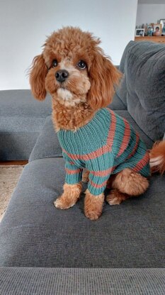 Dog Sweater Charlie No.2