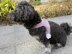 Crochet Pattern Dog Harness (for small dogs)