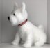 Westie dog c