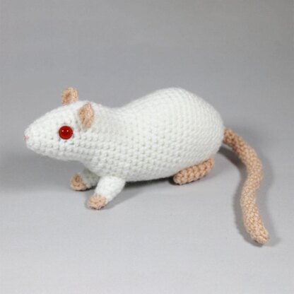 Fancy rats